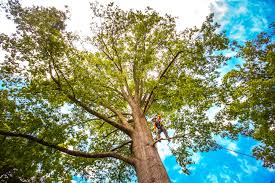 Mulching Services in Honea Path, SC