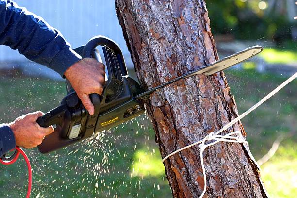 Best Leaf Removal  in Honea Path, SC