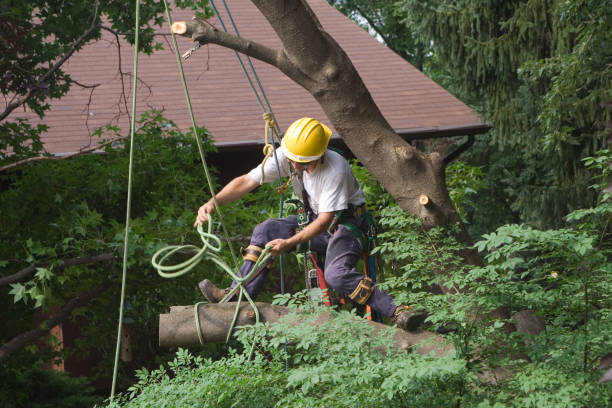 How Our Tree Care Process Works  in  Honea Path, SC